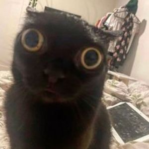 Meet your Posher, Lisette